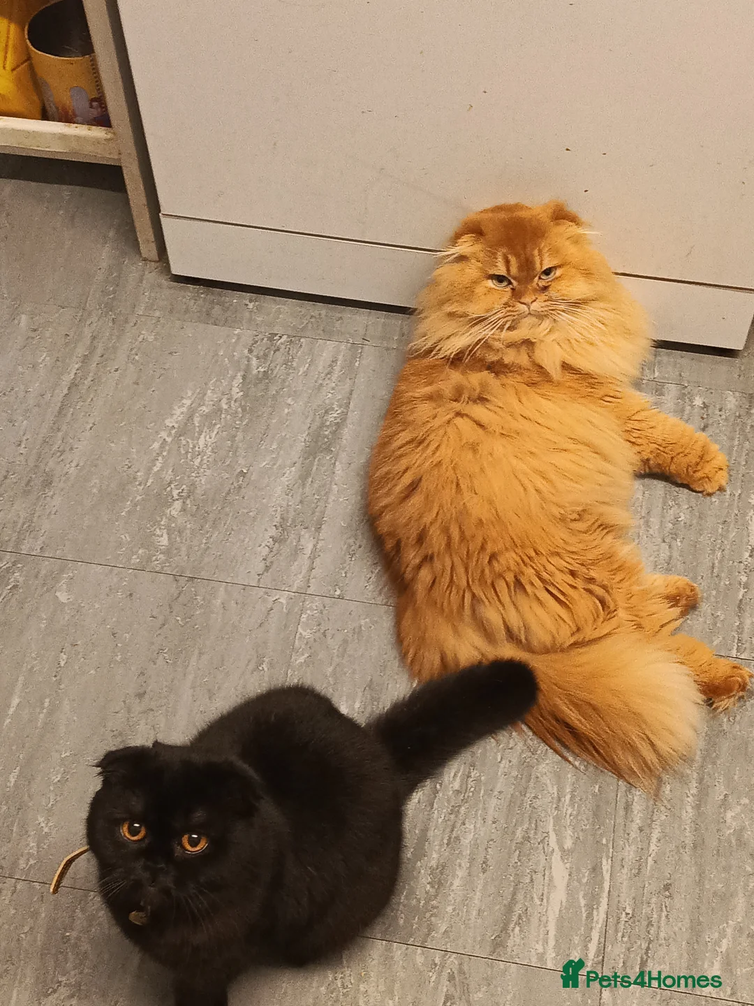 Ragdoll cats for sale: Scottish fold kitten - Advert 2