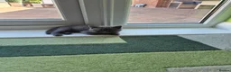 British Shorthair cats for sale: Bsh pedigree kittens  - Advert 7