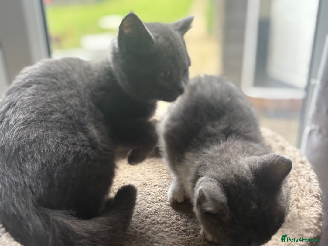 British Shorthair cats for sale: Ready now. Beautiful blue British shorthairs  - Image 7