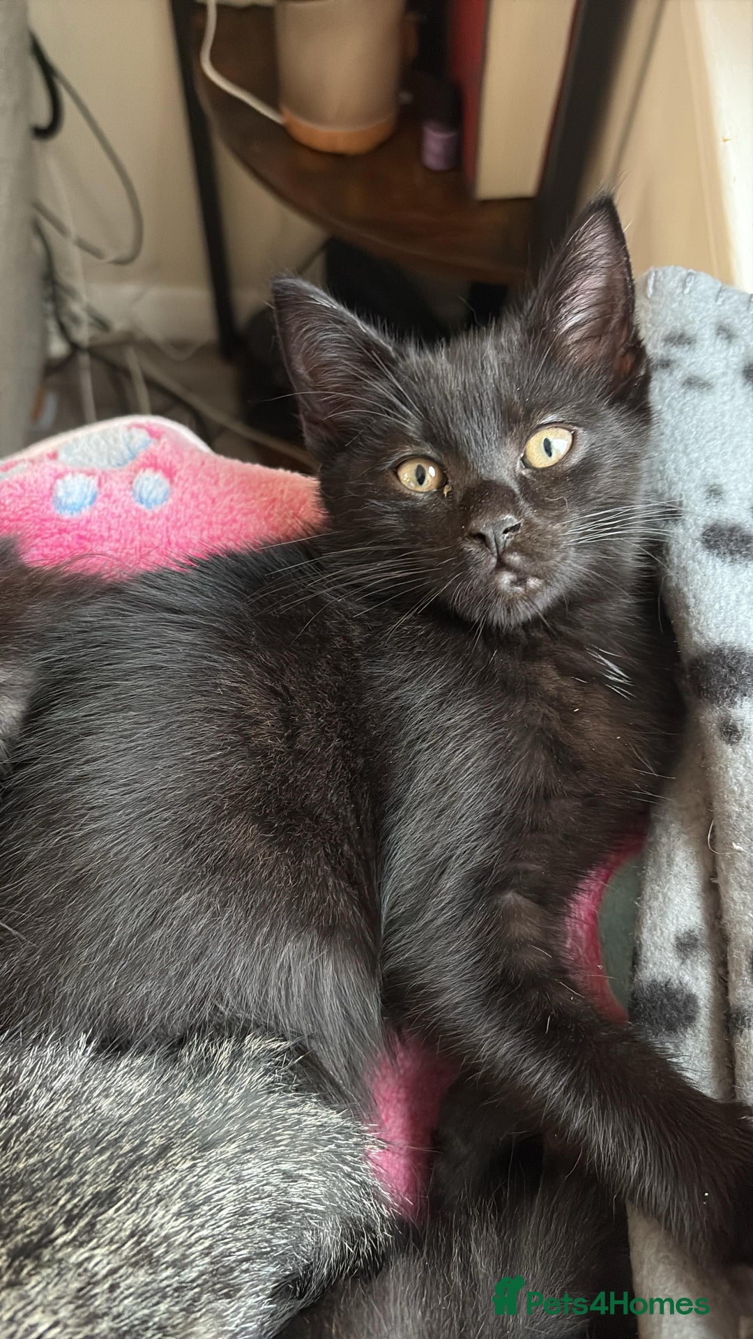 Mixed Breed cats for sale: 4 beautiful kittens ready to be rehome  - Advert 11