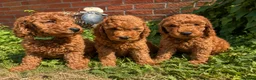 Cockapoo dogs for sale:  All puppies now rehomed 🐾🐾🐾 - Advert 4