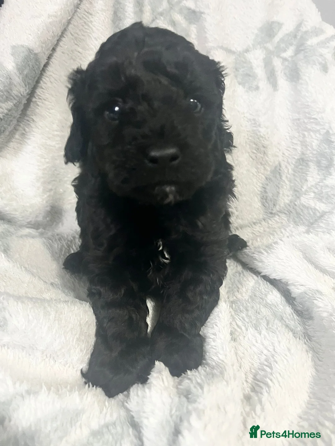 Cavapoo dogs for sale: Adorable toy cavapoo puppies health tested  - Advert 4