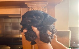 Cavapoo dogs for sale: F1 boys, licensed breeder, health tested parents - Image 4