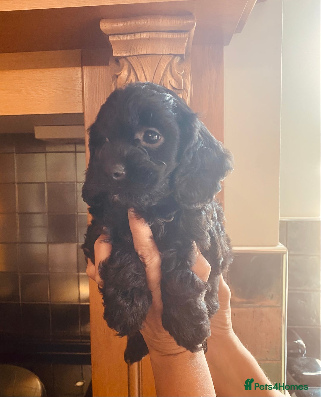 Cavapoo dogs for sale: F1 boys, licensed breeder, health tested parents - Image 4