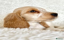Cocker Spaniel dogs for sale: Golden Roan Full Health Tests Showline KC Reg Pups - Image 25