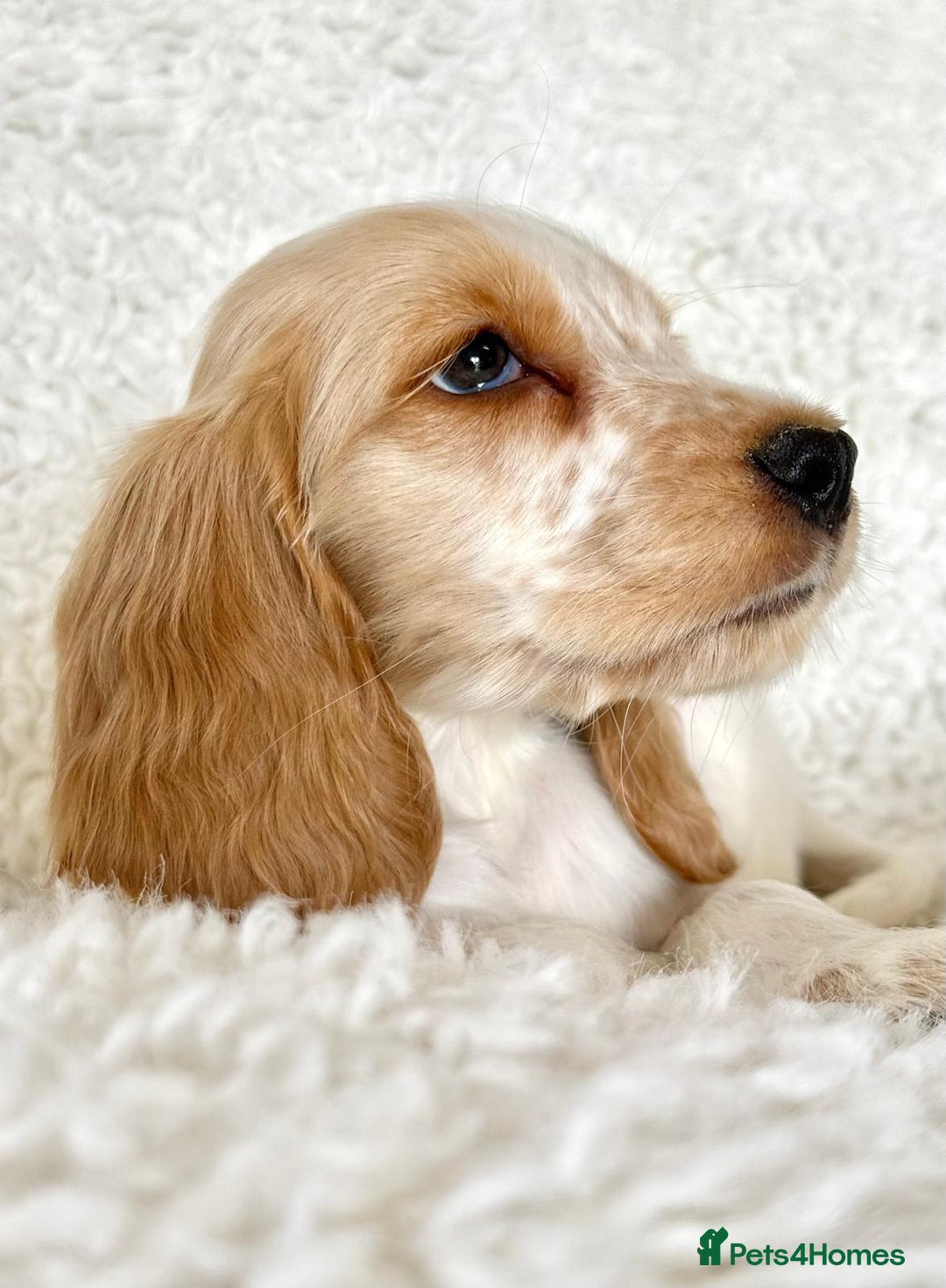 Cocker Spaniel dogs for sale: Golden Roan Full Health Tests Showline KC Reg Pups - Image 25