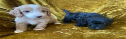 Cockapoo dogs for sale: F1 toy cockapoos - Advert 10
