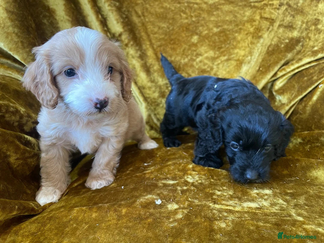 Cockapoo dogs for sale: F1 toy cockapoos - Advert 10