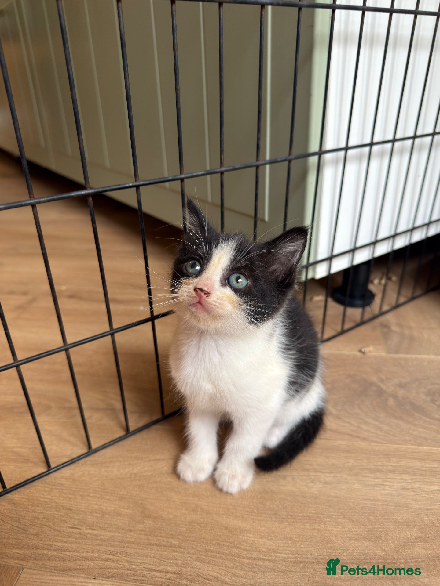 Mixed Breed cats Kittens ready now  - Advert 11