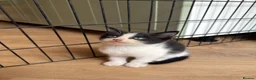 Mixed Breed cats for sale: Kittens ready now  - Advert 3