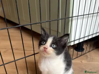 Mixed Breed cats Kittens ready now - Advert 17