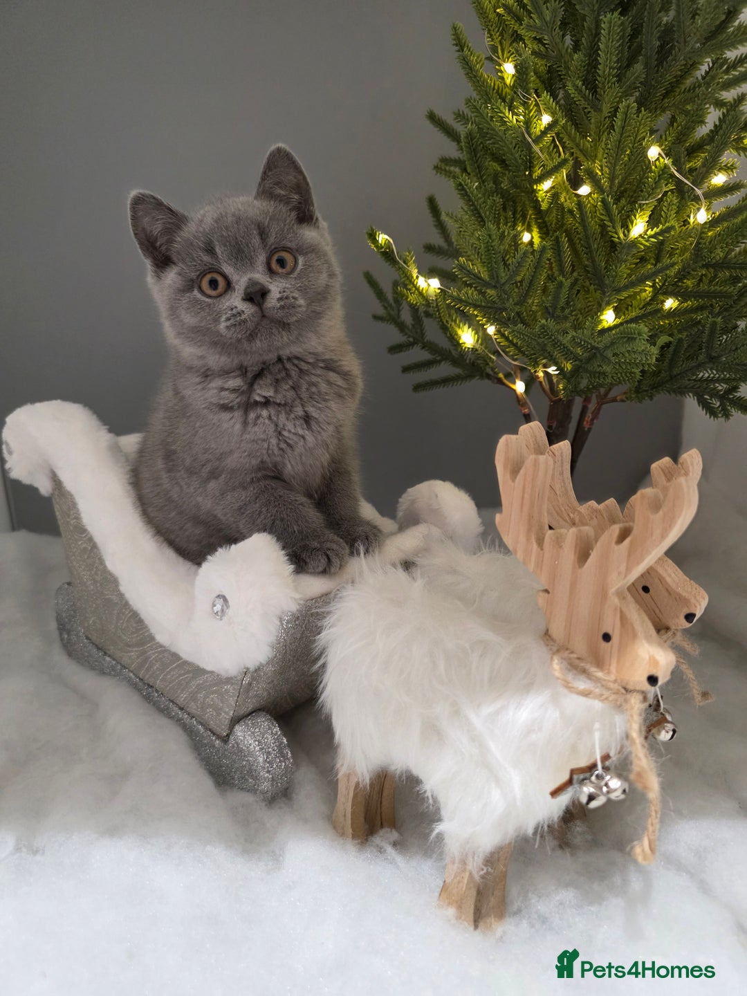 British Shorthair cats for sale: CHAMPION SIRED GCCF REG BLUE PEDIGREE BSH KITTEN  - Advert 2
