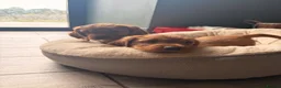 Cocker Spaniel dogs for sale: Outsdanding breedline of Working Cocker Spaniels - Advert 6