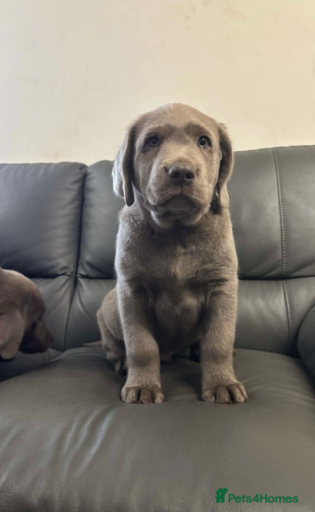 Labrador Retriever dogs for sale: Silver Labrador Puppies - KC Registered - Image 7