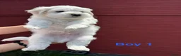 Bichon Frise dogs for sale:     🐶 6 Adorable Puppies Looking for a Home - Advert 32