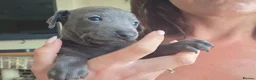 Italian Greyhound dogs for sale: Blue Italian greyhound - Advert 1