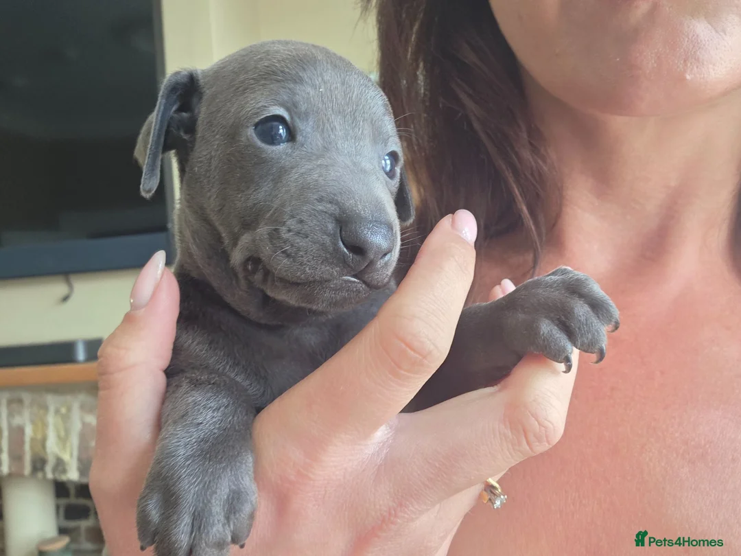 Italian Greyhound dogs for sale: Blue Italian greyhound - Advert 1