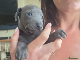 Italian Greyhound dogs Blue Italian greyhound - Advert 5
