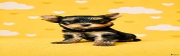 Yorkshire Terrier dogs for sale: Outstanding Show Quality RKC Registered Puppies - Advert 15