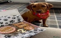 Labrador Retriever dogs for sale: Sykehead are expecting Fox Red lab pups  - Image 24