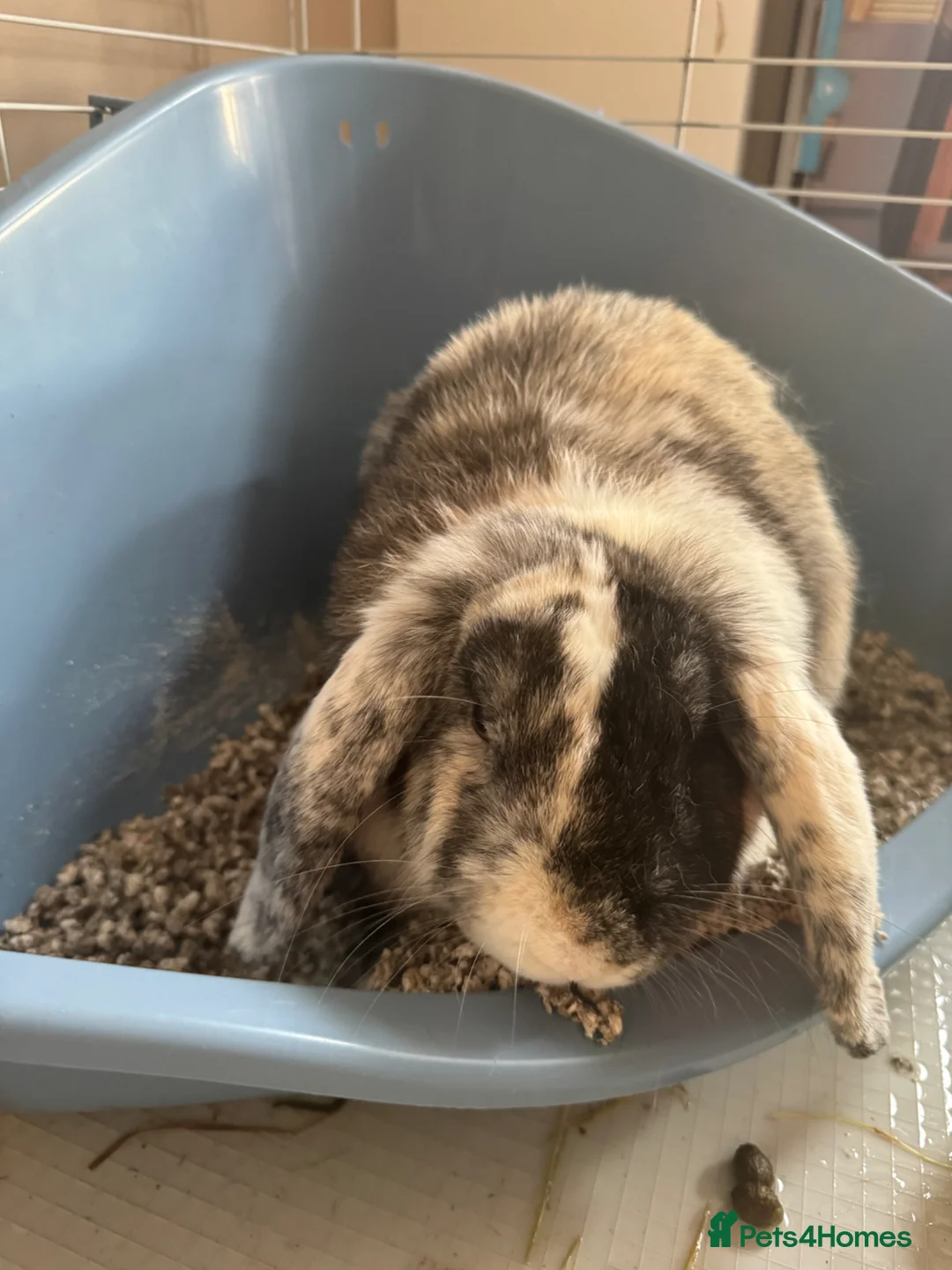 English Lop rabbits for sale: English lop - Advert 1