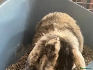 English Lop rabbits English lop - Advert 1