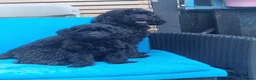 Cockapoo dogs for sale: Stunning F1B Cockapoos - DNA Clear- READY TO LEAVE - Advert 6