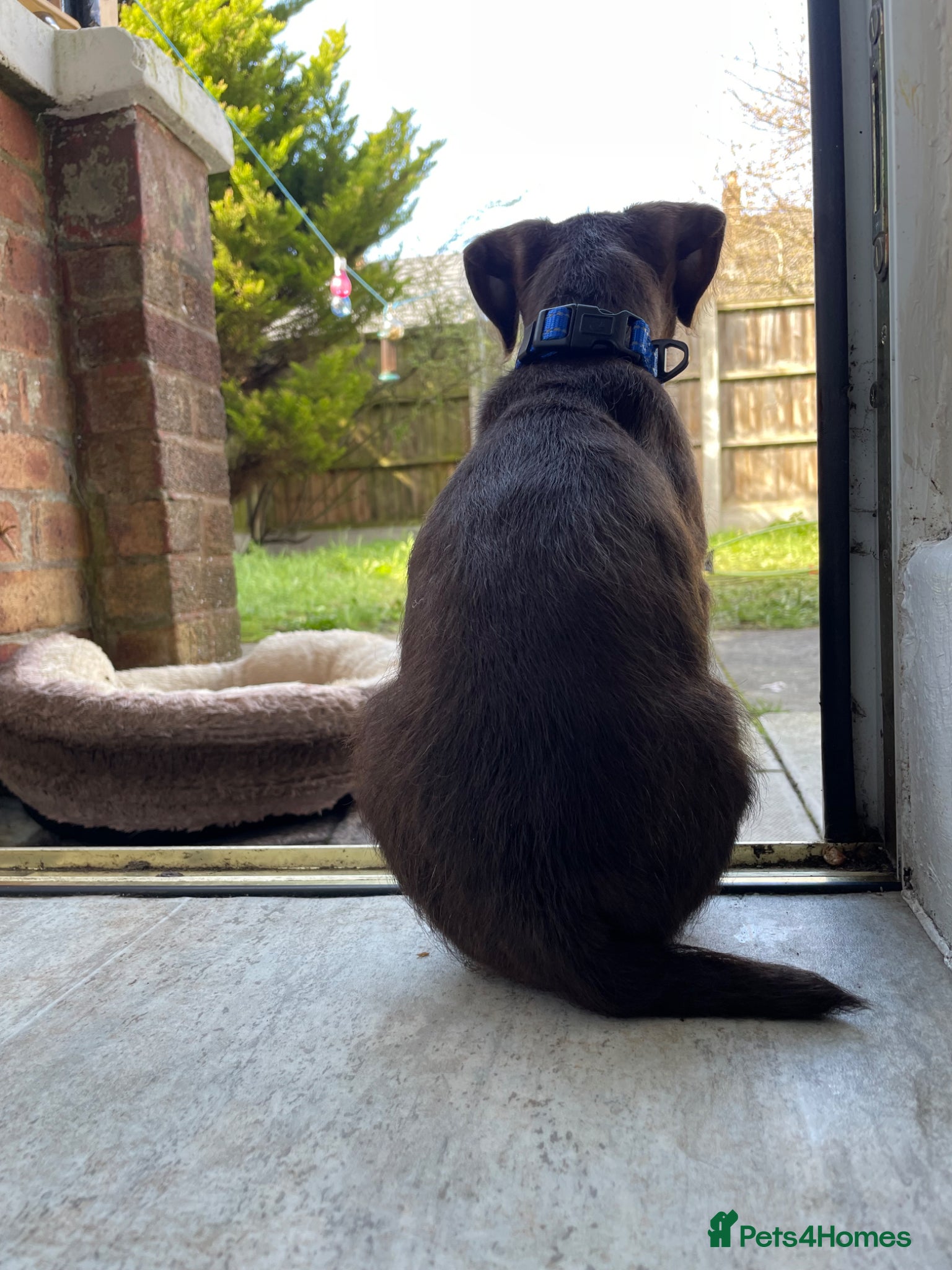 Patterdale Terrier dogs for sale: Patterdale Terrier  in Liverpool - Advert 7