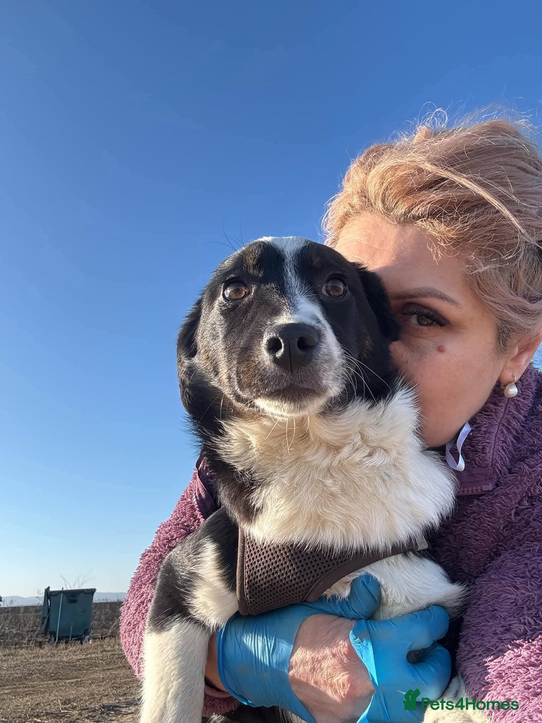 Mixed Breed dogs for adoption: Meet Monica, currently residing in Cheshire  - Image 6
