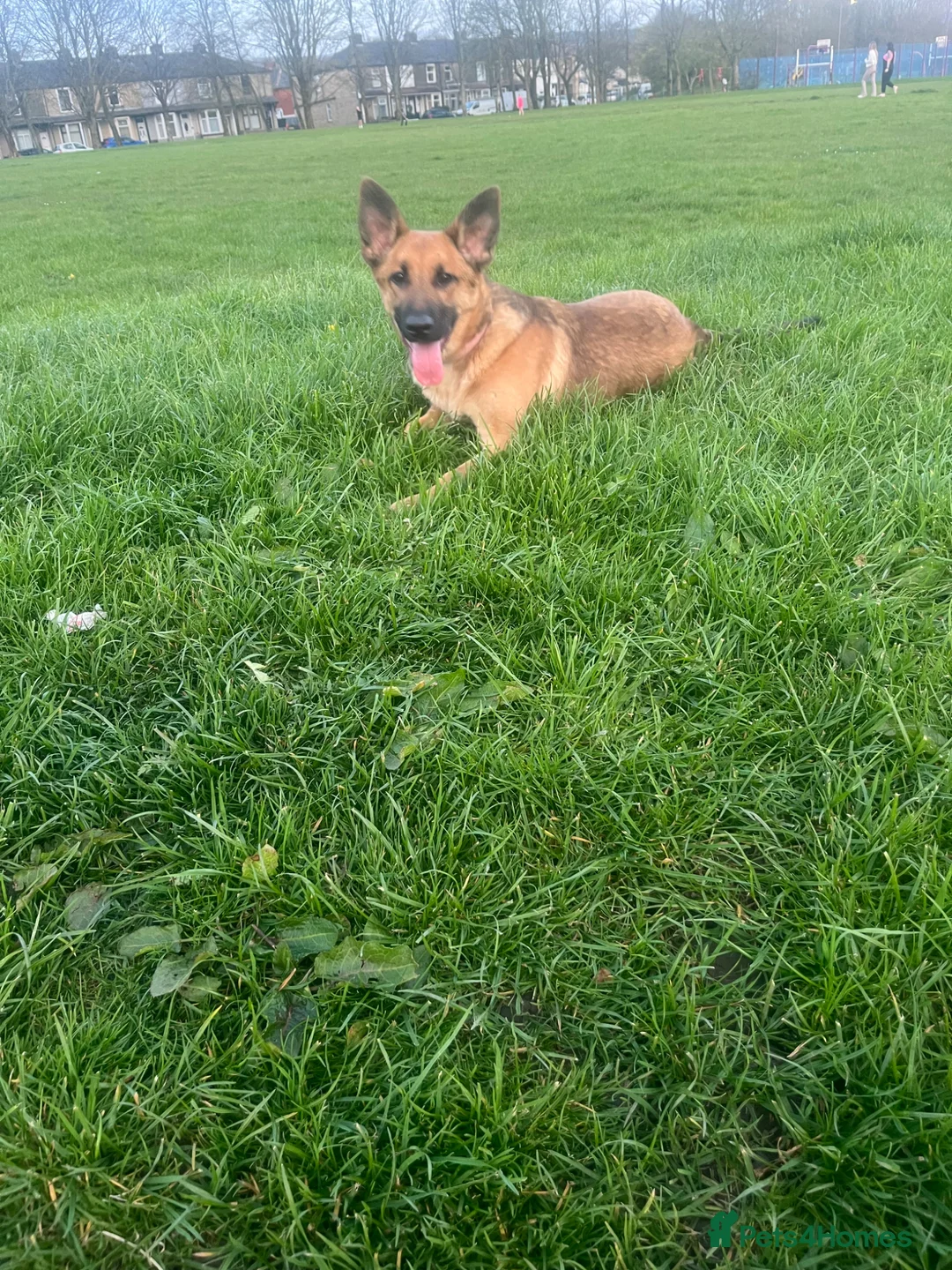 Mixed Breed dogs for sale: Nala looking for her forever home  - Advert 4