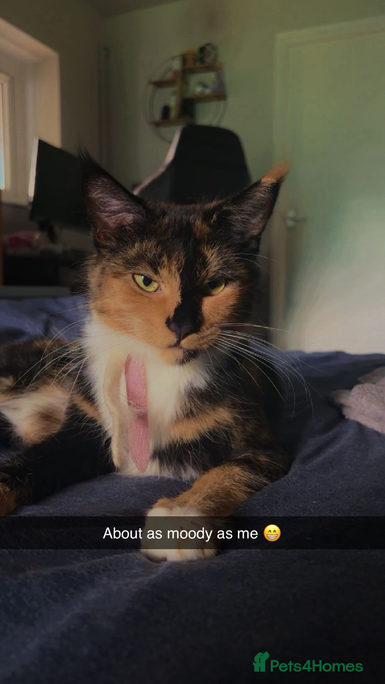 Maine Coon cats 2 year old Maine Coon Female looking for a home in Stevenage - Advert 6