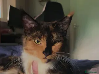 Maine Coon cats 2 year old Maine Coon Female looking for a home in Stevenage - Advert 6