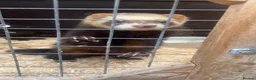 Ferret rodents for sale: Pet ferret in Bury - Advert 8