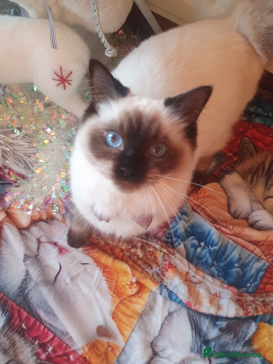 Ragdoll cats for sale: Mink & traditional Ragdolls - Advert 35