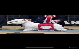 West Highland Terrier dogs for sale: Gorgeous KC registered Westie pups - Image 18