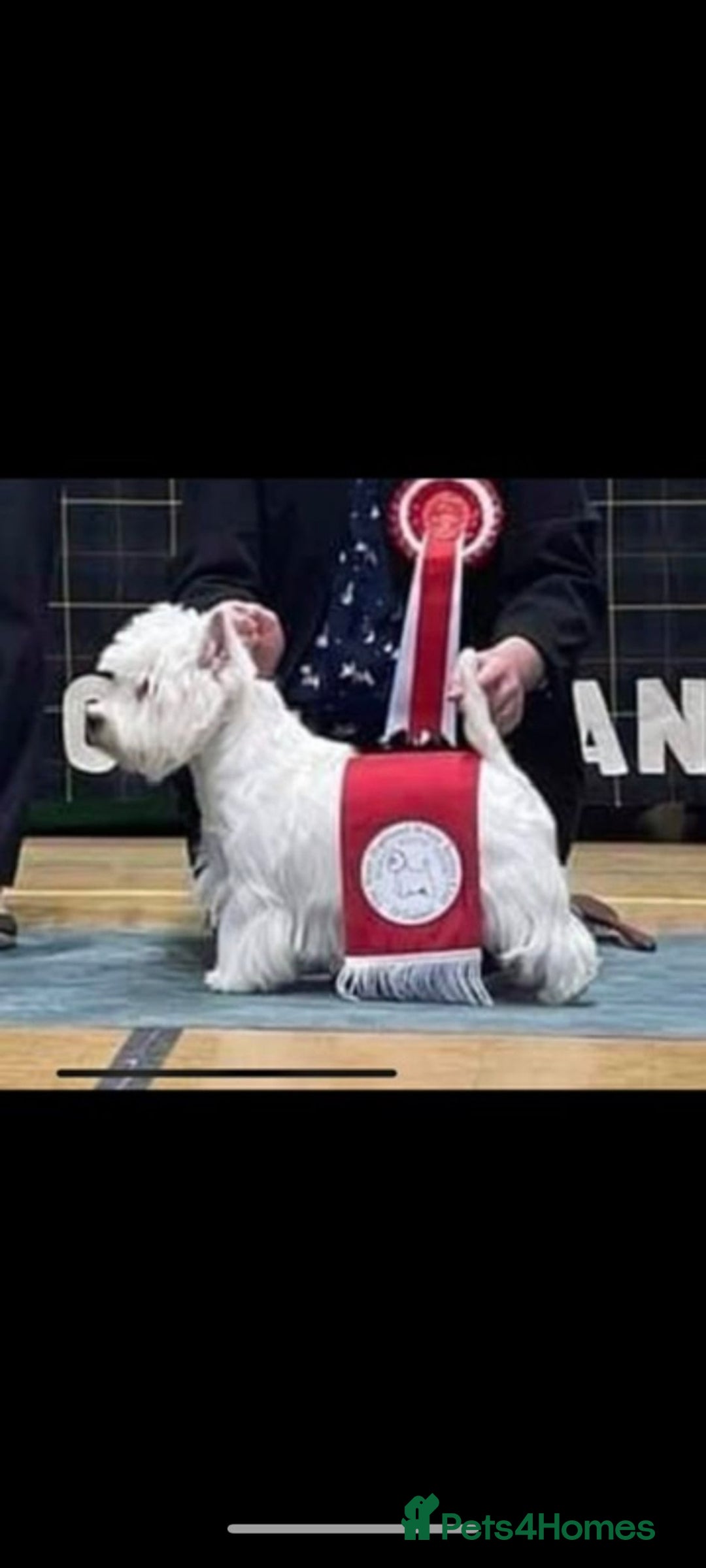 West Highland Terrier dogs for sale: Gorgeous KC registered Westie pups - Image 18