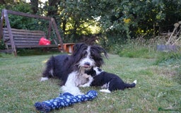 Mixed Breed dogs for sale: Collie mixed breed puppies - Image 6