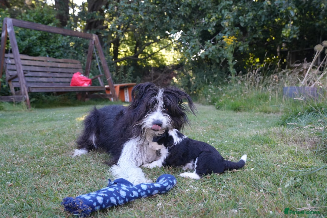 Mixed Breed dogs for sale: Collie mixed breed puppies - Image 6