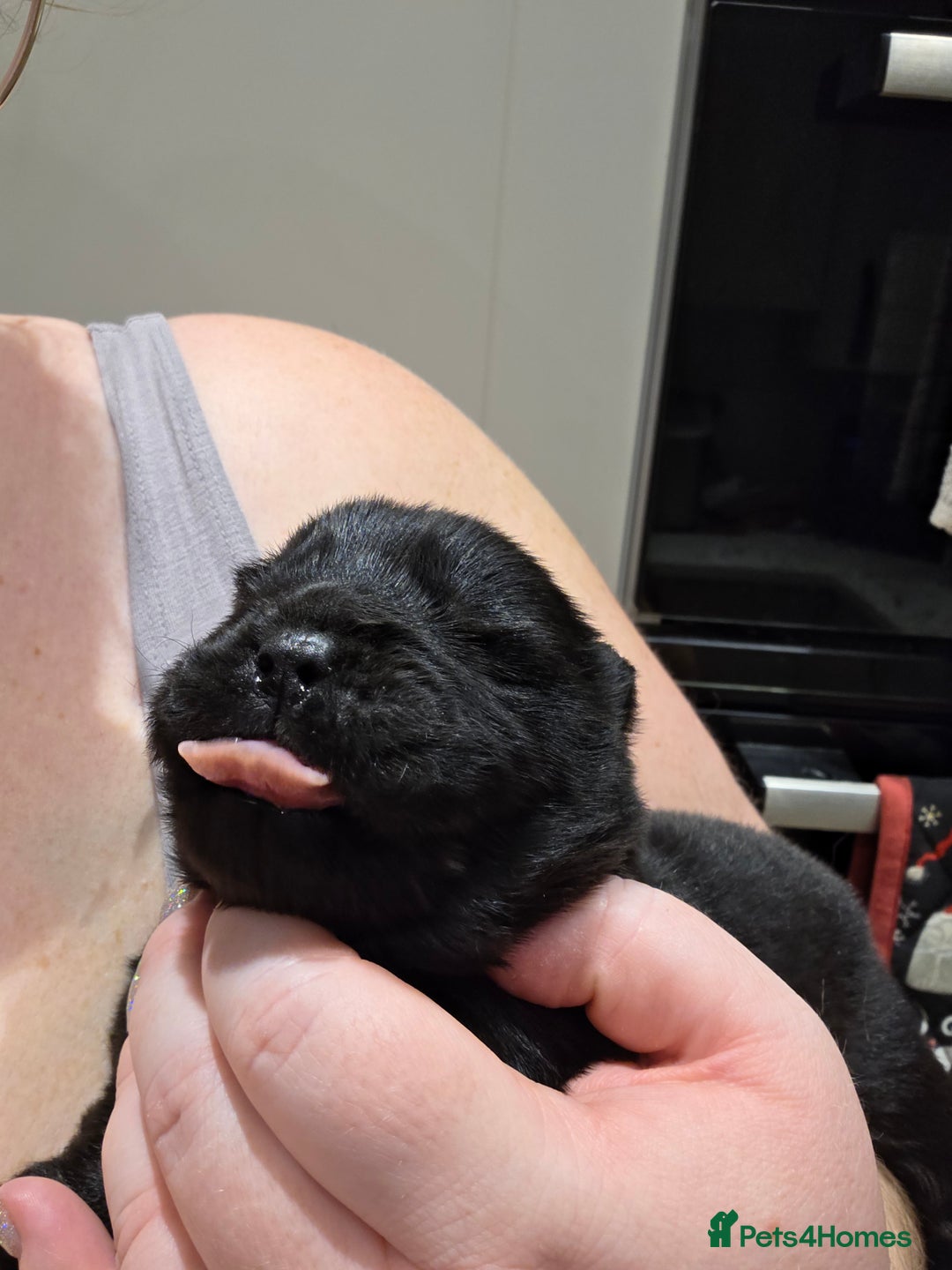 Chow Chow dogs for sale: Stunning KC Black Chow Chow Puppy - Advert 6