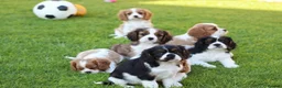 Mixed Breed dogs for sale: Playful Pugalier puppies for sale!  - Advert 2