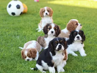 Mixed Breed dogs Playful Pugalier puppies for sale! - Advert 2