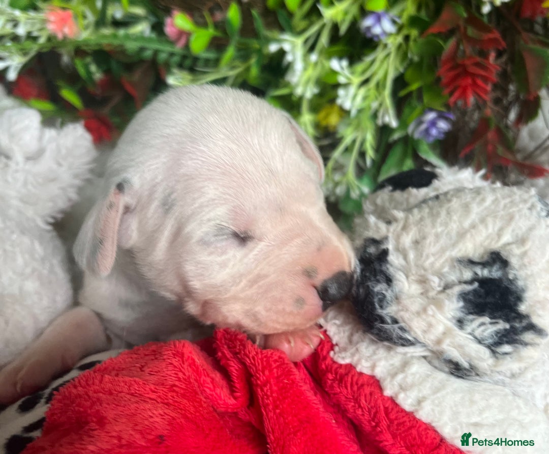Dalmatian dogs for sale: Quality puppies home reared mother champion  - Image 2