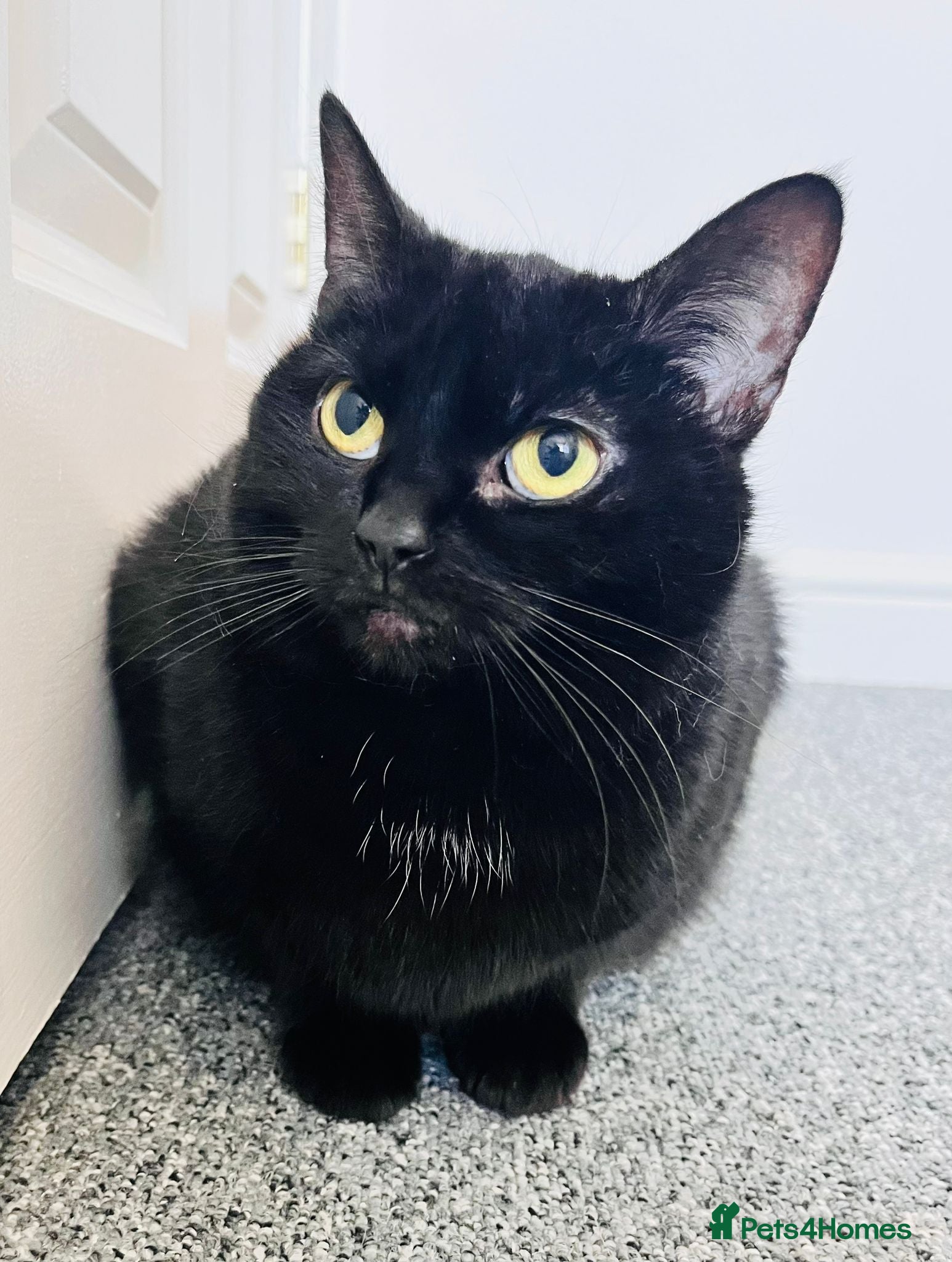 Domestic Shorthair cats One cat in need of a new home! - Advert 3