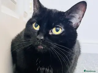 Domestic Shorthair cats One cat in need of a new home! - Advert 5