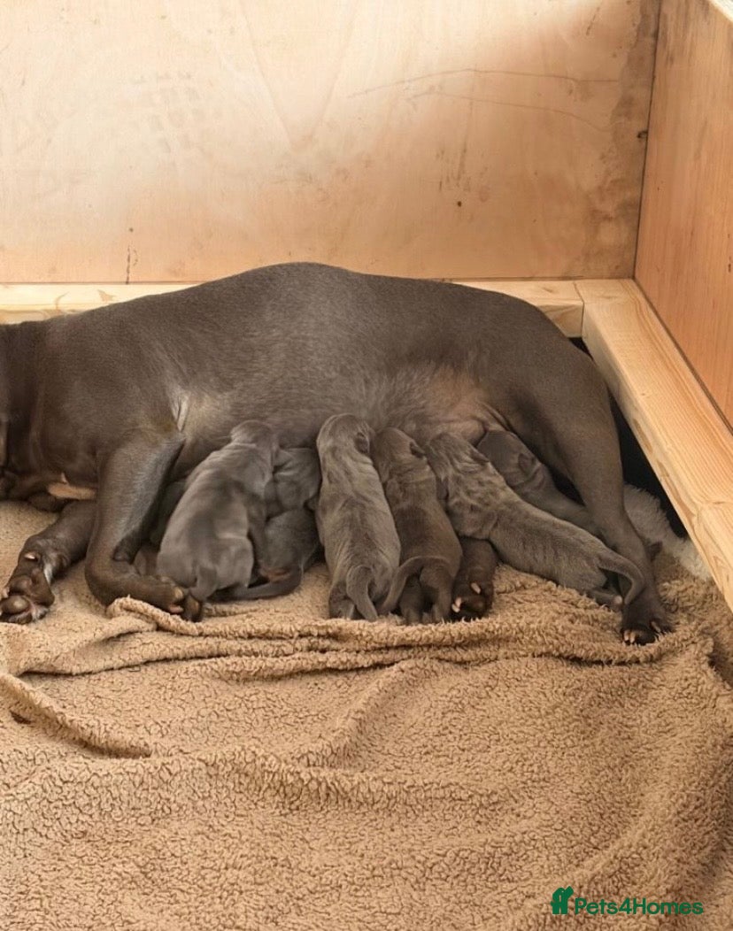 Staffordshire Bull Terrier dogs 💙stunning blue staffy pups-ready soon!🐾💙 - Advert 1