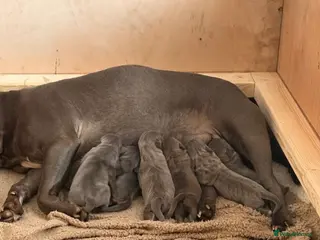 Staffordshire Bull Terrier dogs 💙stunning blue staffy pups-ready soon!🐾💙 - Advert 3