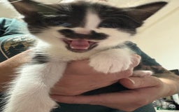 Mixed Breed cats for sale: Three female kittens  - Image 7