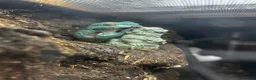 Frog reptiles for sale: Whites Tree frogs high snowflake dumpy frog x3 - Advert 5