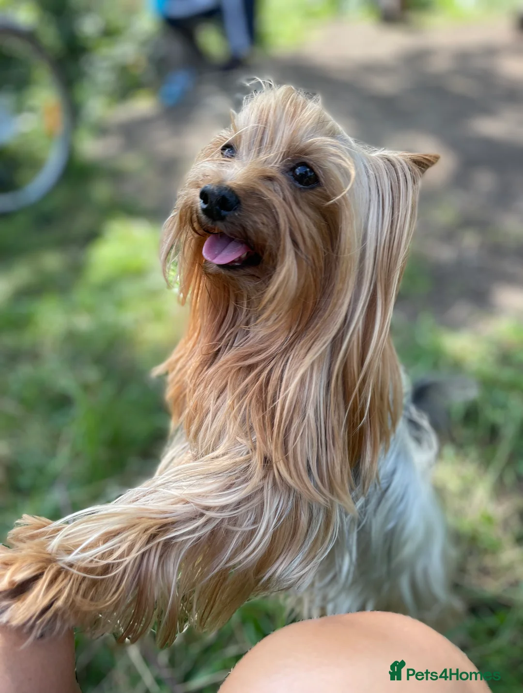 Yorkshire Terrier dogs for stud: KC STUD mini Yorkshire terrier for your Chihuahua in Caterham - Advert 5