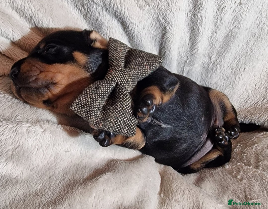 Miniature Dachshund dogs for sale: Champion bloodlines excellent quality KC miniature - Advert 4
